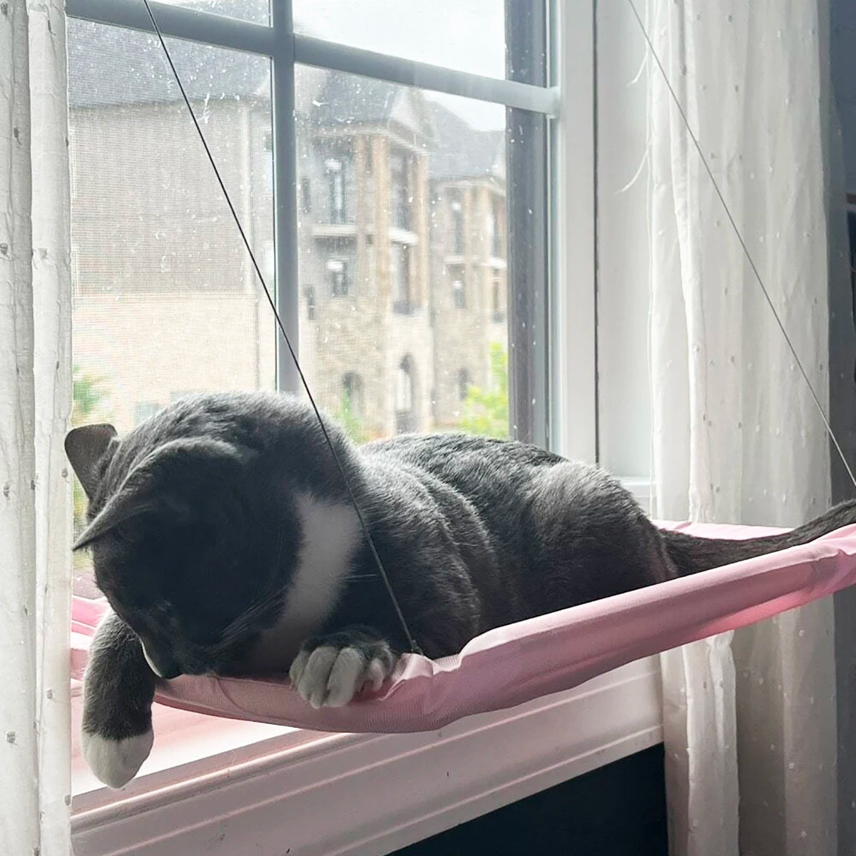 kedi yatağı enteresan