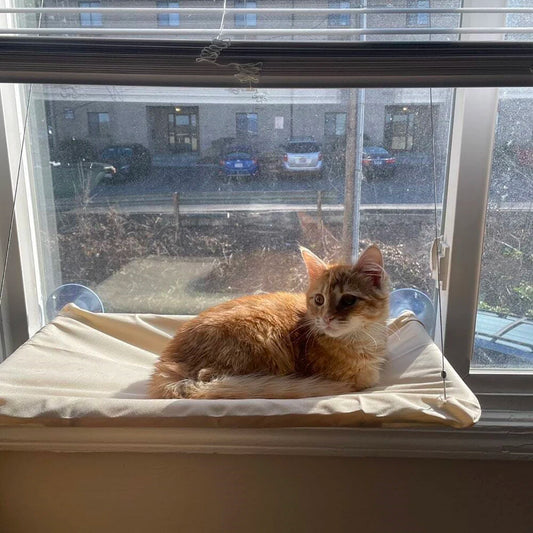 kedi yatağı enteresan